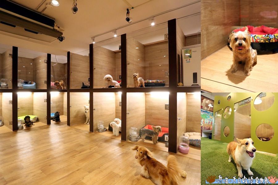 صورة رئيسية لفندق الكلاب